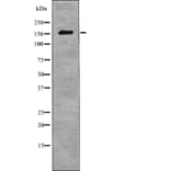 Western blot - NCoA3 (Phospho-Ser857) Antibody from Signalway Antibody (12765) - Antibodies.com