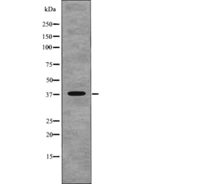 Western blot - NDEL1 (Phospho-Thr219) Antibody from Signalway Antibody (12766) - Antibodies.com
