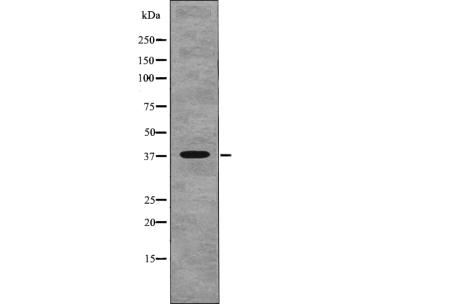 Western blot - NDEL1 (Phospho-Thr219) Antibody from Signalway Antibody (12766) - Antibodies.com