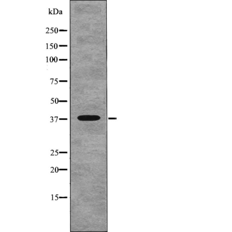 Western blot - NDEL1 (Phospho-Thr219) Antibody from Signalway Antibody (12766) - Antibodies.com