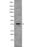 Western blot - NDEL1 (Phospho-Thr219) Antibody from Signalway Antibody (12766) - Antibodies.com