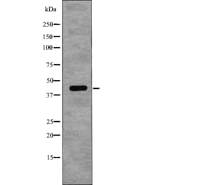Western blot - NDRG1 (Phospho-Thr346) Antibody from Signalway Antibody (12767) - Antibodies.com