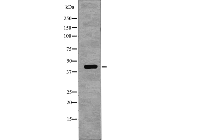 Western blot - NDRG1 (Phospho-Thr346) Antibody from Signalway Antibody (12767) - Antibodies.com
