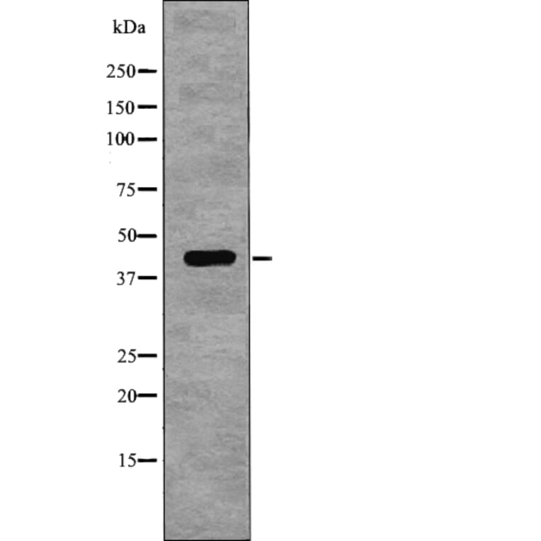 Western blot - NDRG1 (Phospho-Thr346) Antibody from Signalway Antibody (12767) - Antibodies.com