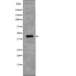 Western blot - NDRG1 (Phospho-Thr346) Antibody from Signalway Antibody (12767) - Antibodies.com