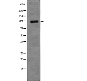 Western blot - XRCC1 (Phospho-Thr284) Antibody from Signalway Antibody (12790) - Antibodies.com