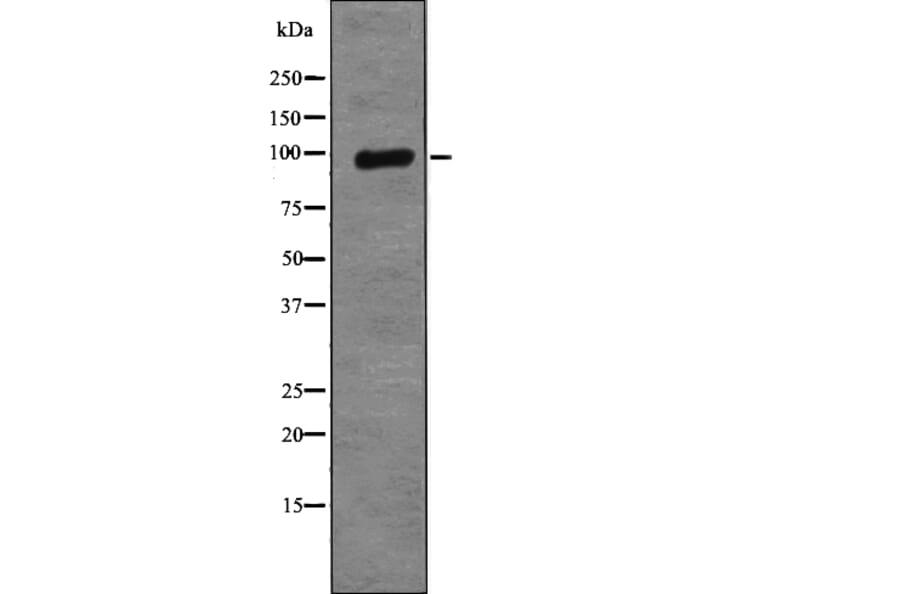 Western blot - XRCC1 (Phospho-Thr284) Antibody from Signalway Antibody (12790) - Antibodies.com
