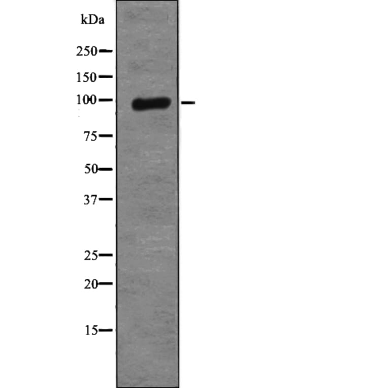 Western blot - XRCC1 (Phospho-Thr284) Antibody from Signalway Antibody (12790) - Antibodies.com