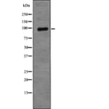 Western blot - XRCC1 (Phospho-Thr284) Antibody from Signalway Antibody (12790) - Antibodies.com
