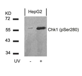 Western blot - Chk1 (Phospho-Ser280) Antibody from Signalway Antibody (11140) - Antibodies.com