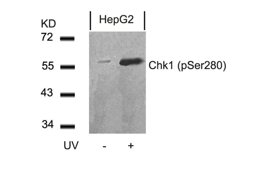 Western blot - Chk1 (Phospho-Ser280) Antibody from Signalway Antibody (11140) - Antibodies.com