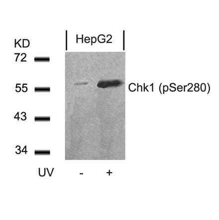 Western blot - Chk1 (Phospho-Ser280) Antibody from Signalway Antibody (11140) - Antibodies.com