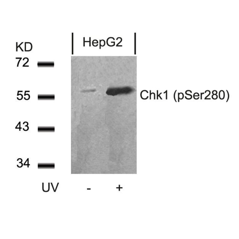 Western blot - Chk1 (Phospho-Ser280) Antibody from Signalway Antibody (11140) - Antibodies.com