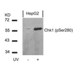 Western blot - Chk1 (Phospho-Ser280) Antibody from Signalway Antibody (11140) - Antibodies.com