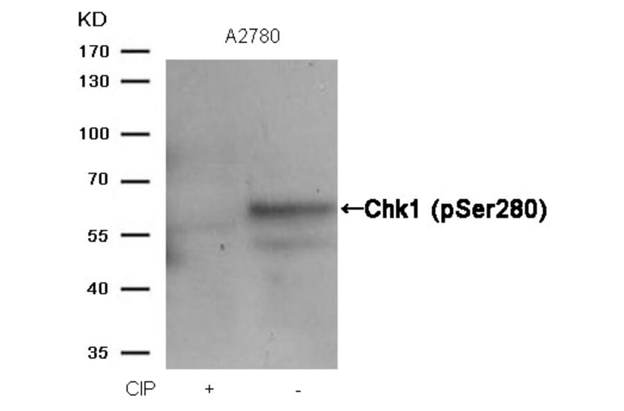 Western blot - Chk1 (Phospho-Ser280) Antibody from Signalway Antibody (11140) - Antibodies.com