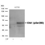 Western blot - Chk1 (Phospho-Ser280) Antibody from Signalway Antibody (11140) - Antibodies.com
