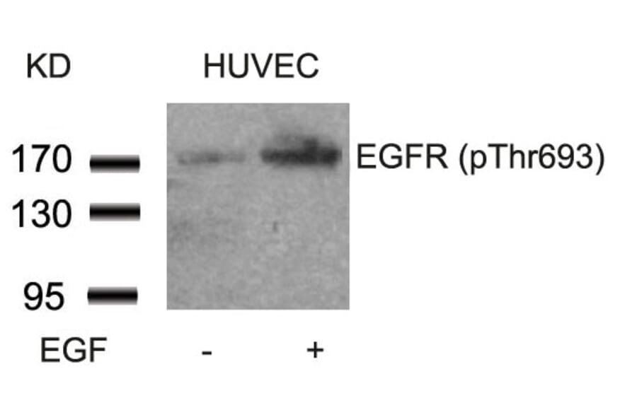 Western blot - EGFR (Phospho-Thr693) Antibody from Signalway Antibody (11187) - Antibodies.com