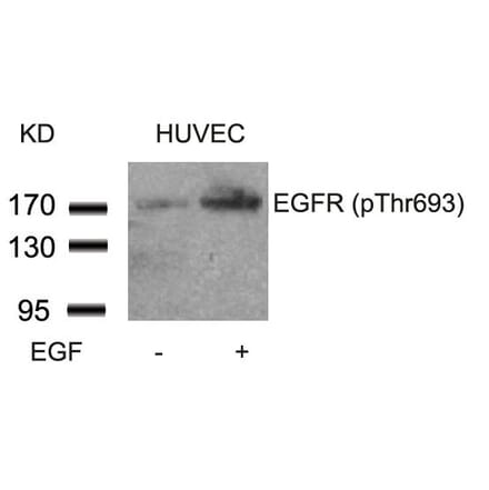 Western blot - EGFR (Phospho-Thr693) Antibody from Signalway Antibody (11187) - Antibodies.com