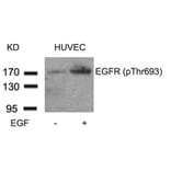 Western blot - EGFR (Phospho-Thr693) Antibody from Signalway Antibody (11187) - Antibodies.com