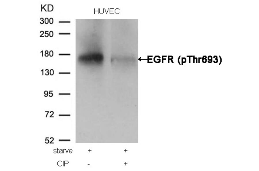 Western blot - EGFR (Phospho-Thr693) Antibody from Signalway Antibody (11187) - Antibodies.com