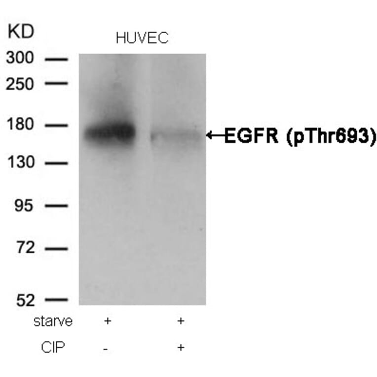 Western blot - EGFR (Phospho-Thr693) Antibody from Signalway Antibody (11187) - Antibodies.com