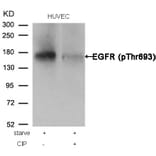 Western blot - EGFR (Phospho-Thr693) Antibody from Signalway Antibody (11187) - Antibodies.com