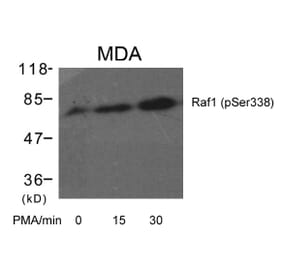 Western blot - Raf1 (Phospho-Ser338) Antibody from Signalway Antibody (11204) - Antibodies.com