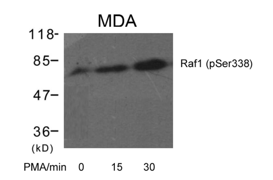 Western blot - Raf1 (Phospho-Ser338) Antibody from Signalway Antibody (11204) - Antibodies.com