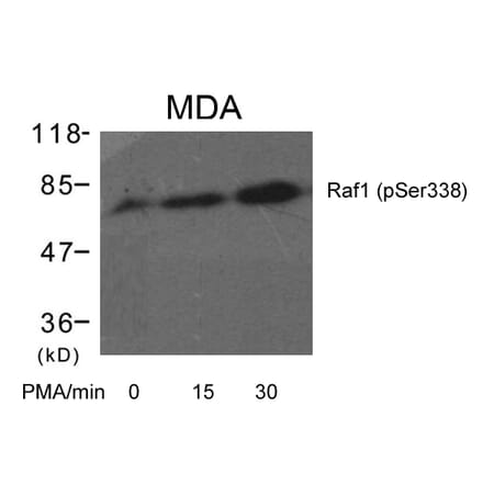 Western blot - Raf1 (Phospho-Ser338) Antibody from Signalway Antibody (11204) - Antibodies.com