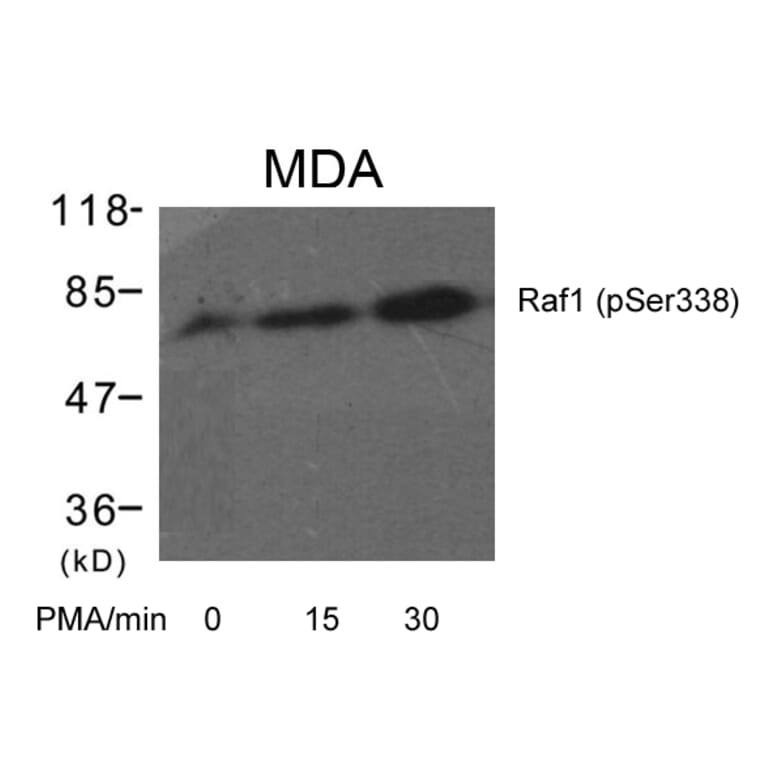 Western blot - Raf1 (Phospho-Ser338) Antibody from Signalway Antibody (11204) - Antibodies.com
