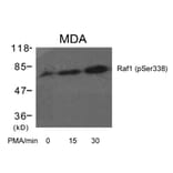 Western blot - Raf1 (Phospho-Ser338) Antibody from Signalway Antibody (11204) - Antibodies.com