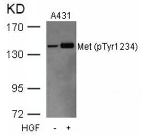 Western blot - Met (Phospho-Tyr1234) Antibody from Signalway Antibody (11227) - Antibodies.com