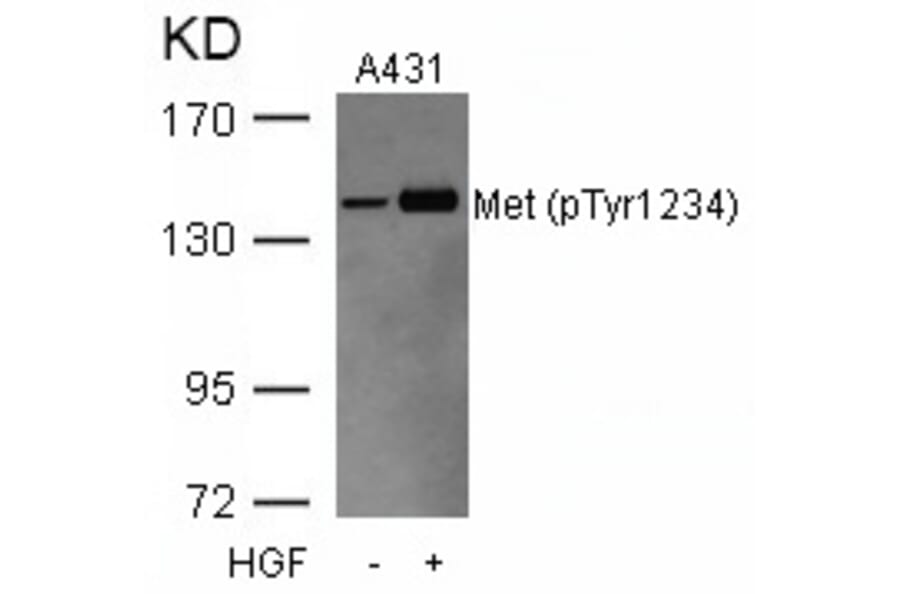 Western blot - Met (Phospho-Tyr1234) Antibody from Signalway Antibody (11227) - Antibodies.com