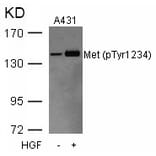 Western blot - Met (Phospho-Tyr1234) Antibody from Signalway Antibody (11227) - Antibodies.com