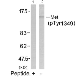 Western blot - Met (Phospho-Tyr1349) Antibody from Signalway Antibody (11238) - Antibodies.com