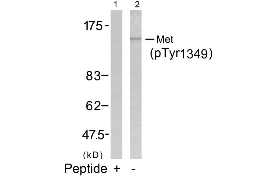 Western blot - Met (Phospho-Tyr1349) Antibody from Signalway Antibody (11238) - Antibodies.com
