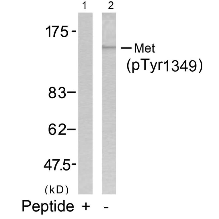 Western blot - Met (Phospho-Tyr1349) Antibody from Signalway Antibody (11238) - Antibodies.com