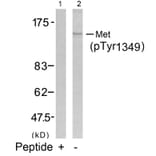 Western blot - Met (Phospho-Tyr1349) Antibody from Signalway Antibody (11238) - Antibodies.com