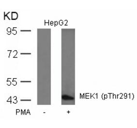 Western blot - MEK1 (Phospho-Thr291) Antibody from Signalway Antibody (11294) - Antibodies.com