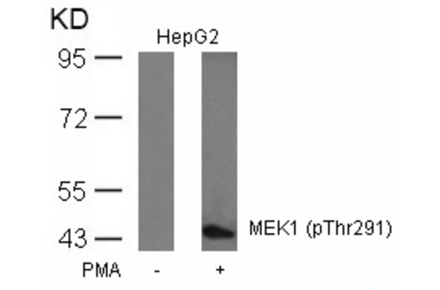 Western blot - MEK1 (Phospho-Thr291) Antibody from Signalway Antibody (11294) - Antibodies.com