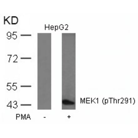 Western blot - MEK1 (Phospho-Thr291) Antibody from Signalway Antibody (11294) - Antibodies.com