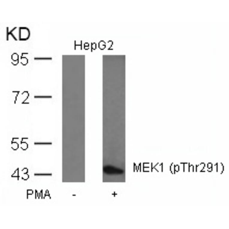 Western blot - MEK1 (Phospho-Thr291) Antibody from Signalway Antibody (11294) - Antibodies.com