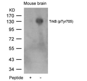 Western blot - TrkB (Phospho-Tyr705) Antibody from Signalway Antibody (11328) - Antibodies.com