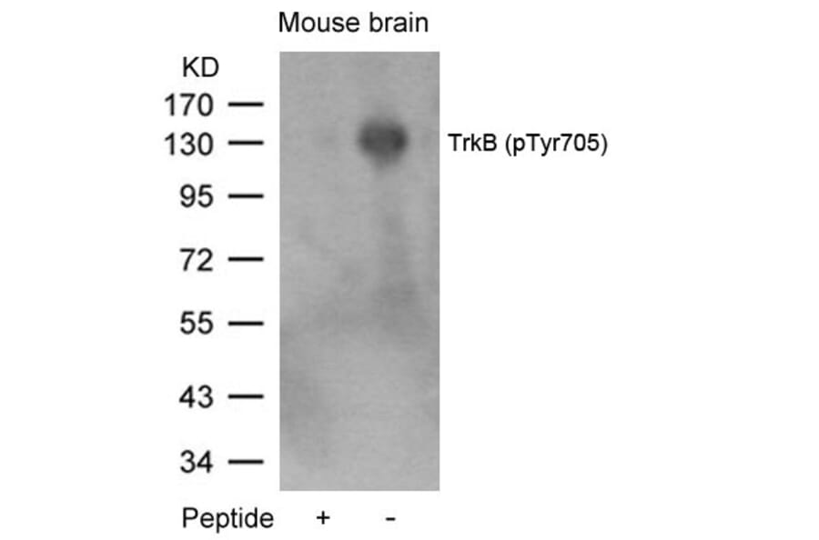 Western blot - TrkB (Phospho-Tyr705) Antibody from Signalway Antibody (11328) - Antibodies.com