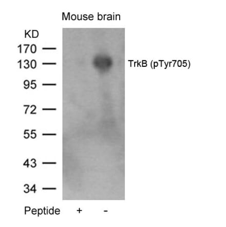 Western blot - TrkB (Phospho-Tyr705) Antibody from Signalway Antibody (11328) - Antibodies.com