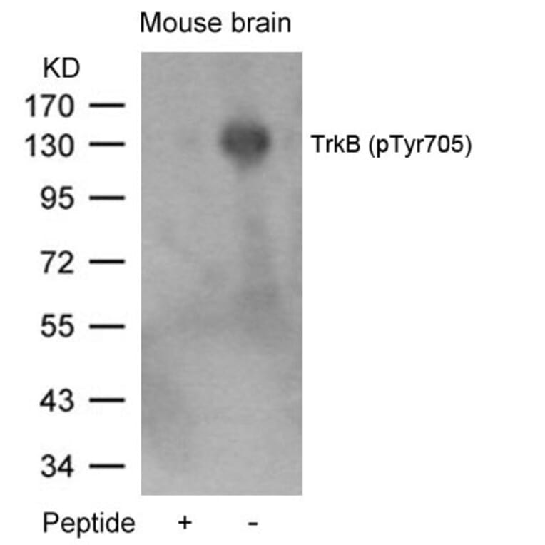 Western blot - TrkB (Phospho-Tyr705) Antibody from Signalway Antibody (11328) - Antibodies.com