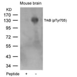 Western blot - TrkB (Phospho-Tyr705) Antibody from Signalway Antibody (11328) - Antibodies.com