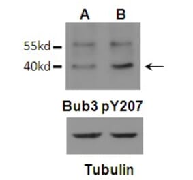Western blot - Bub3 (Phospho-Tyr207) Antibody from Signalway Antibody (11586) - Antibodies.com