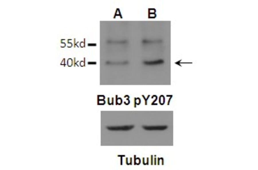 Western blot - Bub3 (Phospho-Tyr207) Antibody from Signalway Antibody (11586) - Antibodies.com