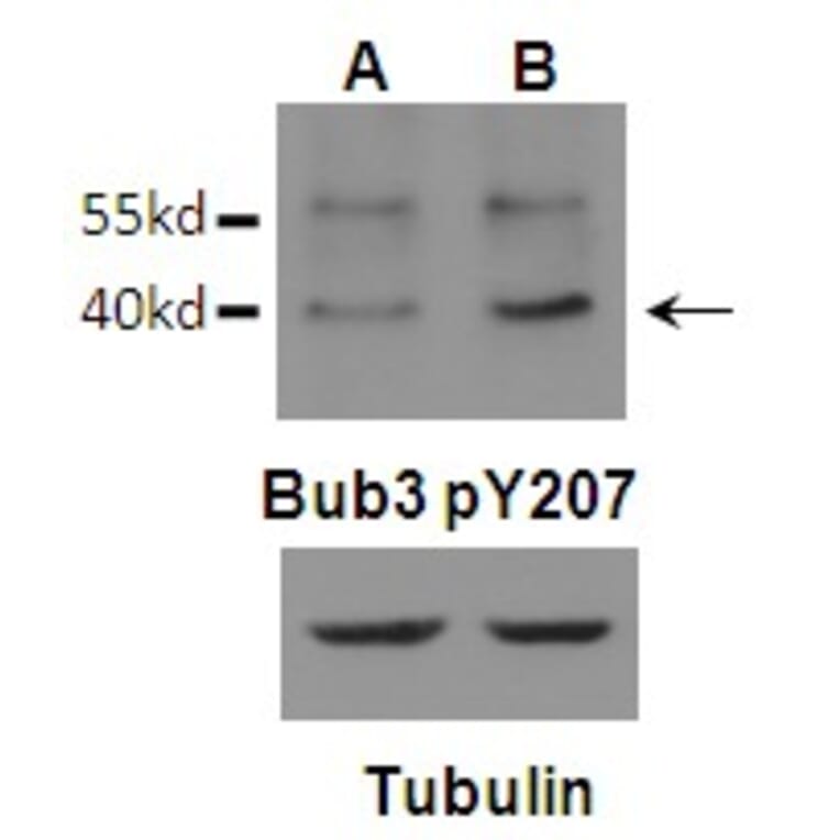 Western blot - Bub3 (Phospho-Tyr207) Antibody from Signalway Antibody (11586) - Antibodies.com